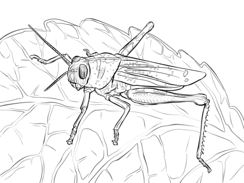 Egyptian Grasshopper Coloring Page